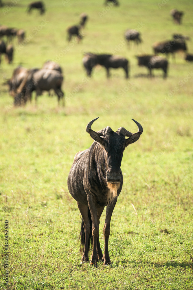 Fototapeta premium Wanderung der Gnus
