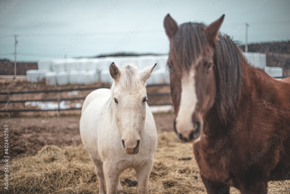 Obraz premium A couple of horses standing outside in winter paddock, white arabian horse and bai draft horse