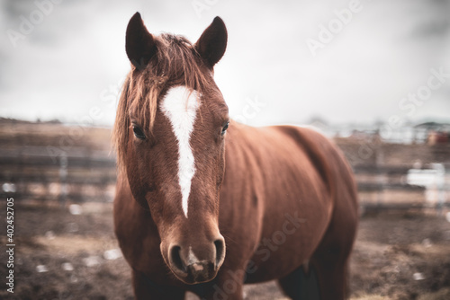 Cute young quarter horse equine standing outside in winter  curious and happy
