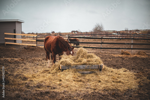 Chestnut quarter horse eating hay outside in winter paddock photo