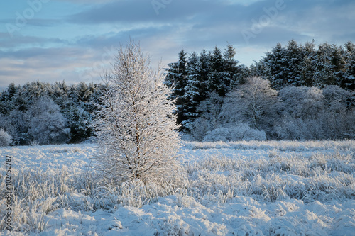 Winter landscape with birch covered with snow on a sunny day. West Lothian, Scotland, United Kingdom