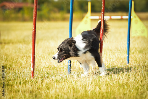 Tricolor border collie in agility slalom on Ratenice competition. Amazing day on czech agility competition in town Ratenice it was competition only for large. photo