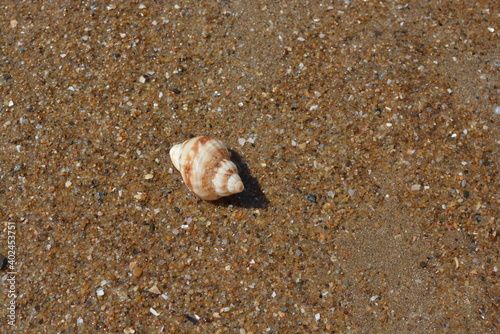 A close up photo of a shell on the sandy Mediterranean beach  France. 