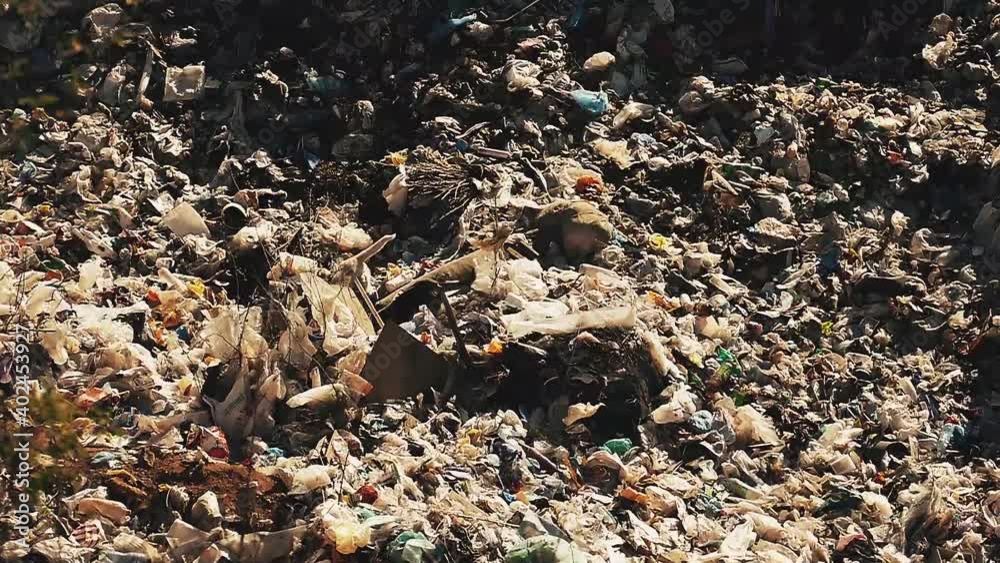 Wild dogs in slow motion. Dump background. landfill pattern. Garbage background. Wild dogs in slow motion. Dump background. landfill pattern. Garbage background.