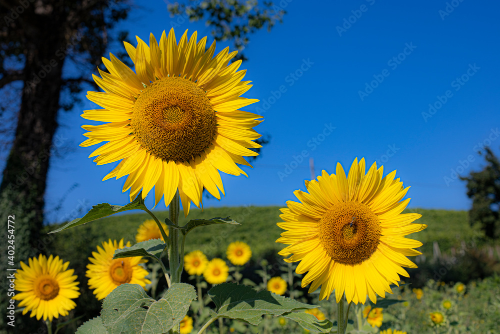 Girasole