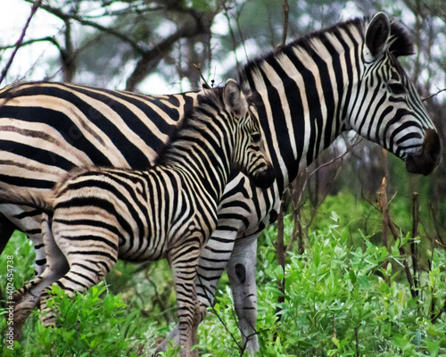 Mother zebra and foal in Kruger National Park  South Africa