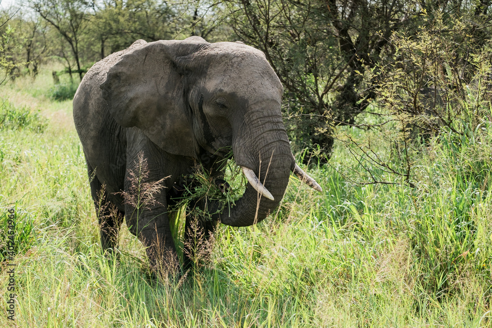 Fototapeta premium Afrikanischer Elefant