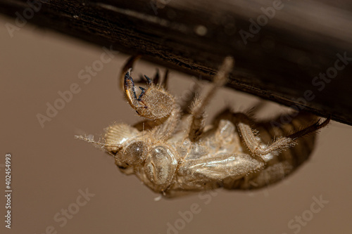 Larva di Cicala