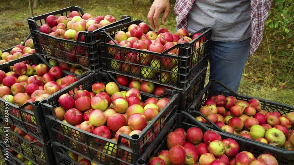 Unrecognizable man sorting apples in plastic boxes standing outside. Partial view of farmer working in orchard in autumn and preparing fruit for transportation. Concept of farming