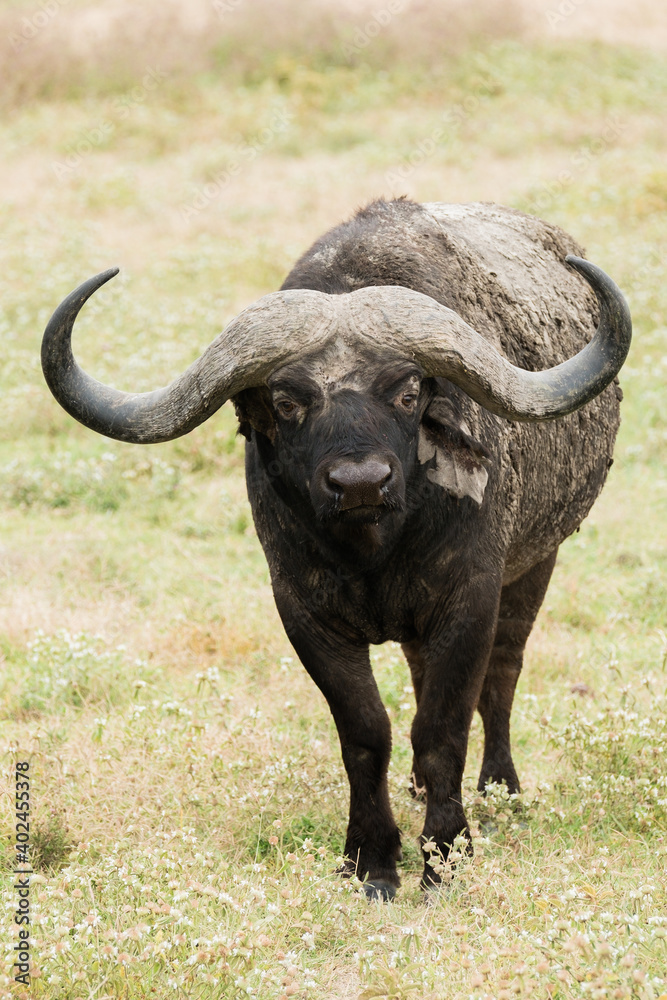 Schwarzbüffel im Ngorongoro Krater