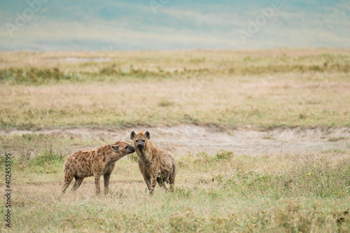 Zwei Tuepfelhyaene im Ngorongoro Krater