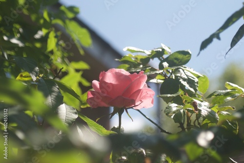 pink rose in garden