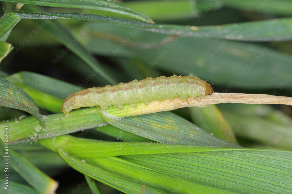 moth caterpillar of the family Noctuidae (owlet moths, ermyworm) feeding on young plants of winter cereals in the autumn period. it is a dangerous pest.