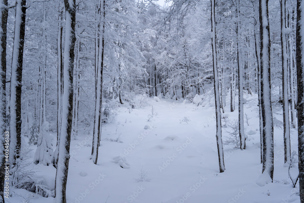 Im Schwarzwald bei Bernau am Herzogenhorn Im Schwarzwald bei Bernau am Herzogenhorn