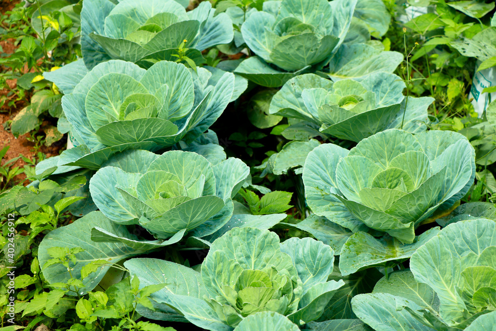 Fresh raw cabbage in a home vegetable garden Fresh raw cabbage in a home vegetable garden
