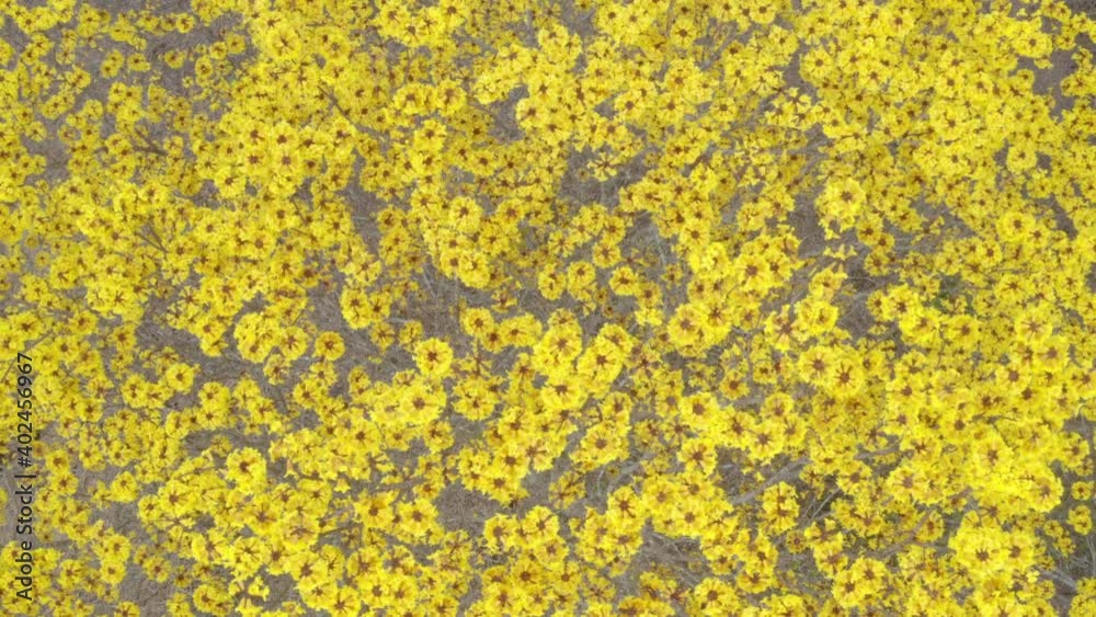 Close up of the yellow flower from a guayacán tree; Guaiacum sanctum; that flowers only once a year slowly zooming out Close up of the yellow flower from a guayacán tree; Guaiacum sanctum; that flowers only once a year slowly zooming out