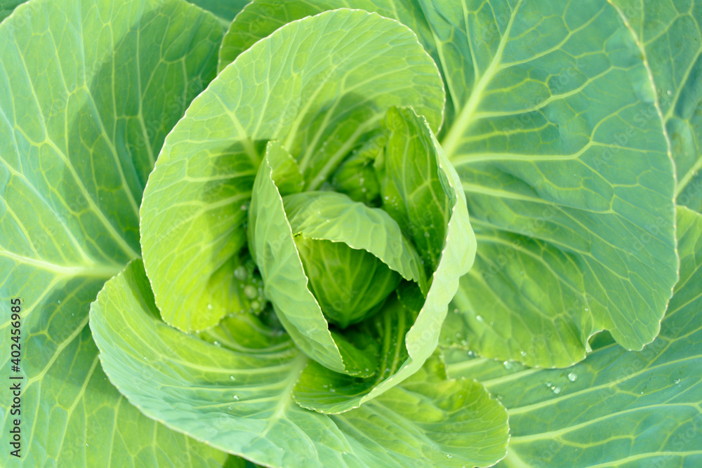 Fototapeta premium Fresh raw and organic cabbage leaves as texture, background