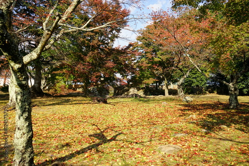 View of bright autumn red and yellow leaves , Momiji and Gingko, at Hikone Castle Park in Shiga, Japan - 日本 秋の紅葉 落ち葉 滋賀県 彦根城