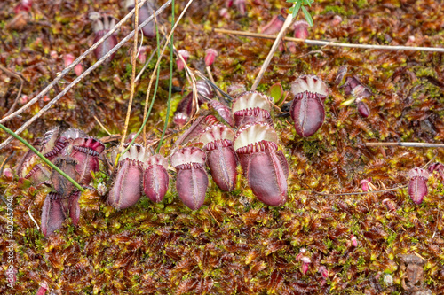 group of some pitchers of the Albany Pitcher Plant Cephalotus follicularis in natural habitat close to Walpole in Western Australia photo