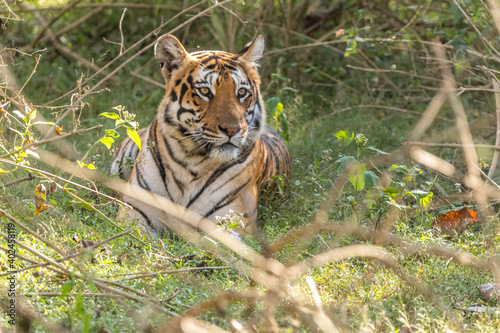 Female Tiger portrait in relaxing mood at Bandipur National Park or Tiger Reserve photo