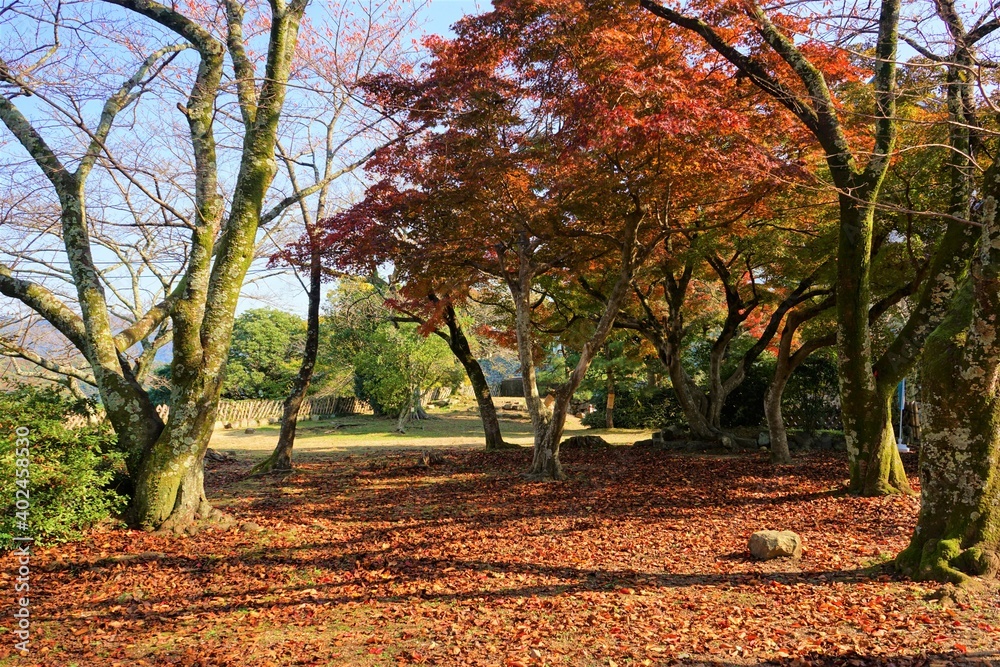 View of bright autumn red and yellow leaves, Momiji, at Hikone Castle Park in Shiga, Japan - 日本 秋の紅葉 赤い葉をつけた木 落ち葉 滋賀県 彦根城 View of bright autumn red and yellow leaves, Momiji, at Hikone Castle Park in Shiga, Japan - 日本 秋の紅葉 赤い葉をつけた木 落ち葉 滋賀県 彦根城
