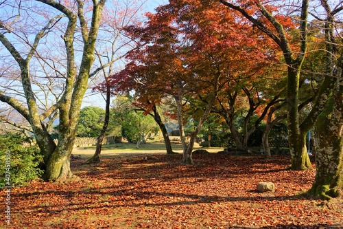 View of bright autumn red and yellow leaves  Momiji  at Hikone Castle Park in Shiga  Japan -                                                                           