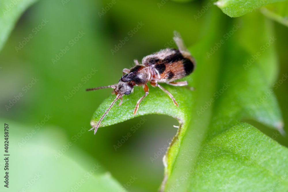 a tiny beetle Notoxus monoceros (scientific name) on a leaf. High magnification a tiny beetle Notoxus monoceros (scientific name) on a leaf. High magnification