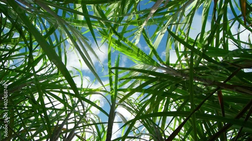 View of the sky from the thickets of sugar cane