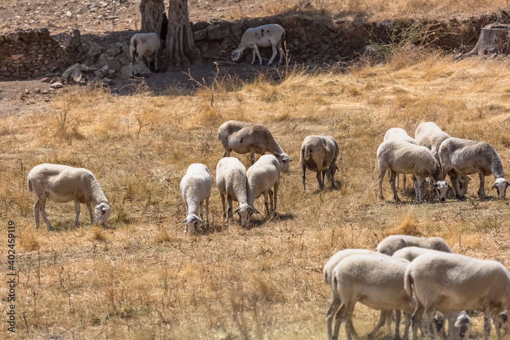View of flock of sheep on mountains, grazing farmland field View of flock of sheep on mountains, grazing farmland field