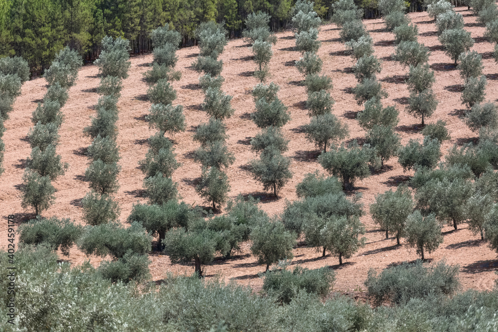 Aerial typical landscape of the highlands in the north of Portugal, levels for agriculture of olive tree groves
