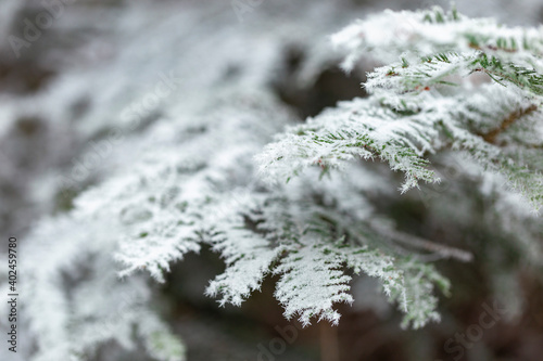 Frost on the branches of coniferous trees. Winter bright background. Branches of fir covered with frost.