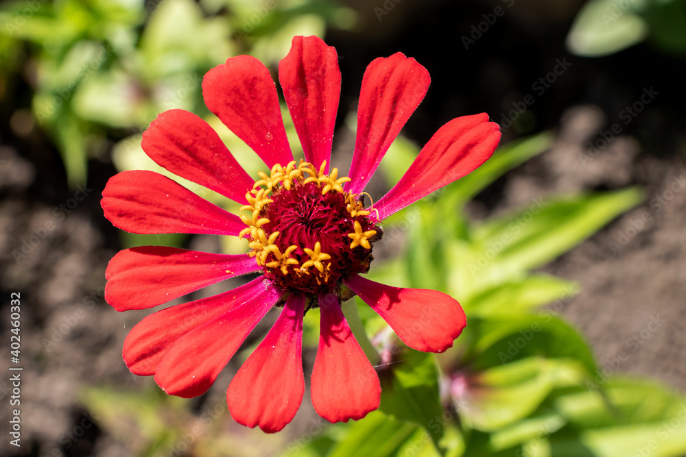 zinnia flowers in the garden zinnia flowers in the garden