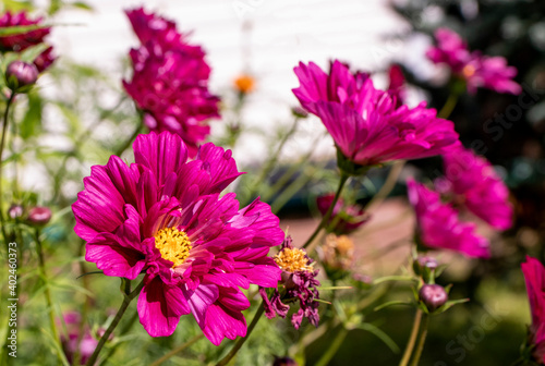 cosmos flowers in the garden