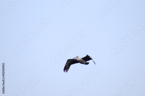 Large Pelican flying in the sky