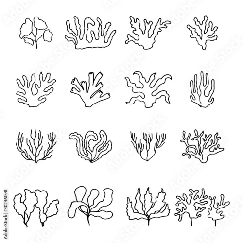 algae vector linear drawing sketch set