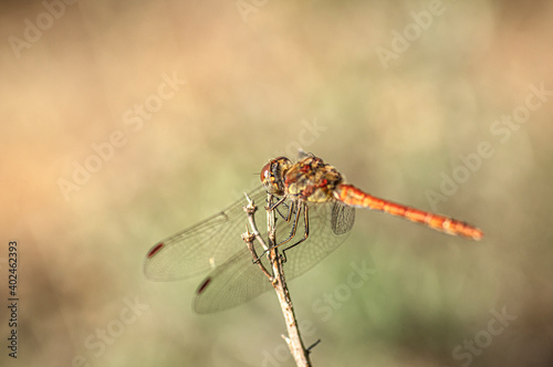 Dragonflies Macro photography in the countryside of Sardinia Italy