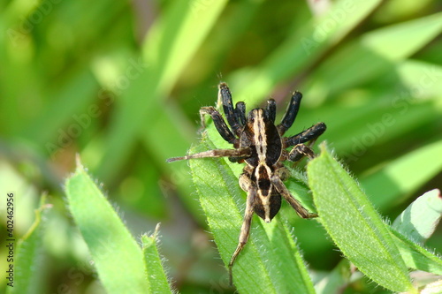 Wolf Spider (Alopecosa albofasciata)