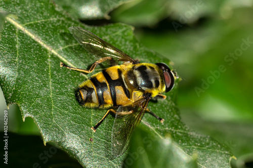 Close Up Macro Photography of a Hoverfly