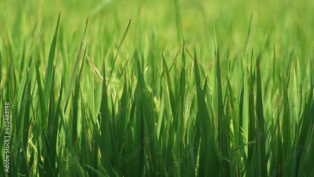 green rice field green rice field