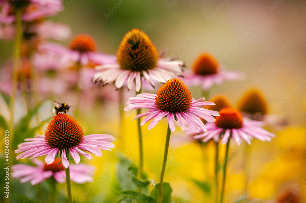 Hummel auf Echinacea Blüten Hummel auf Echinacea Blüten