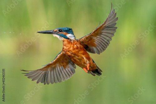 Kingfisher (Alcedo atthis) flying with a green background