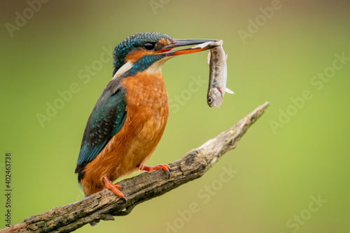 Female Kingfisher (Alcedo atthis) Wild European Kingfisher photographed on a perch with a fish