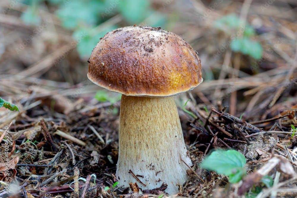 Big penny buns, porcini or king boletes grow out of the ground in a bishop pine tree forest Big penny buns, porcini or king boletes grow out of the ground in a bishop pine tree forest