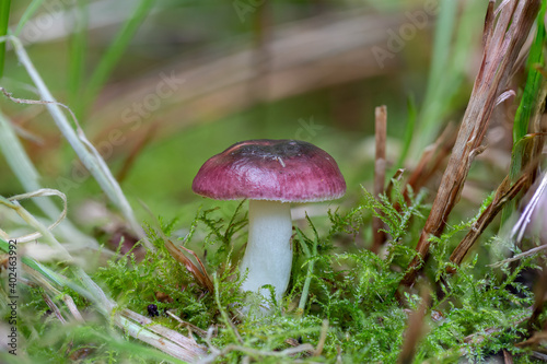 Little purple russula growing out of the moss