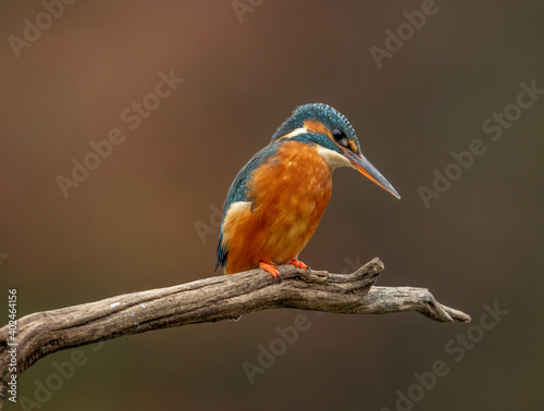 Female Kingfisher (Alcedo atthis) Wild European Kingfisher photographed on a perch. 