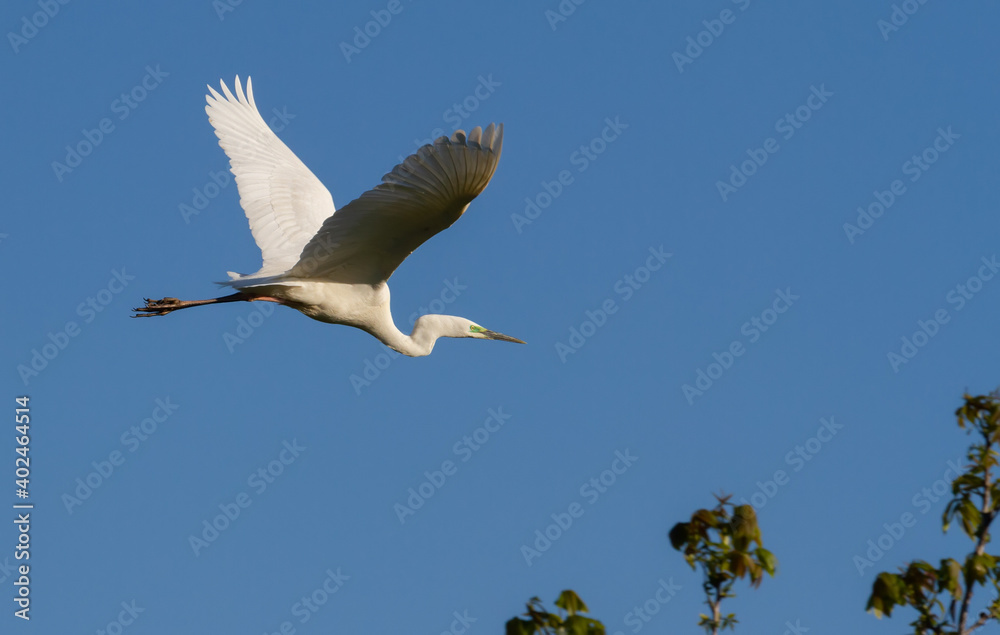 Obraz premium Great egret, Ardea alba. Bird in flight, shot against a blue sky