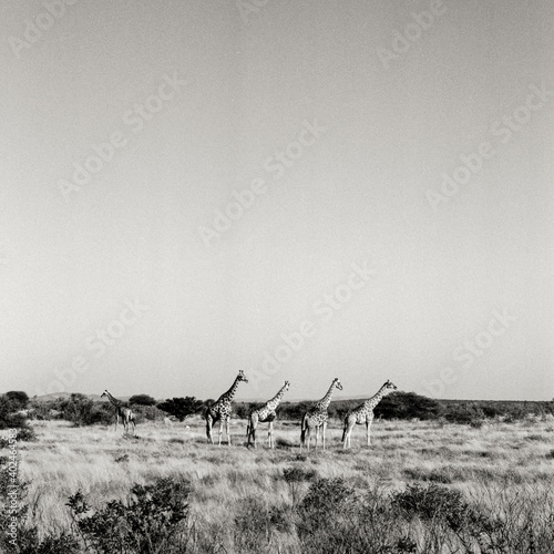 Eine Gruppe Netzgiraffen im Etosha Park