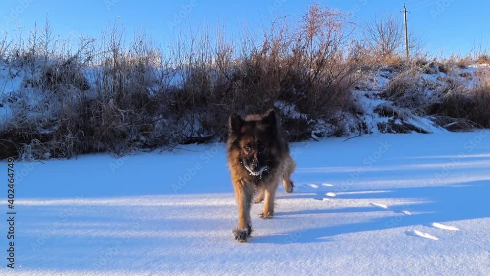 German shepherd dog running in the snow and eating snow. Frozen river in winter. German shepherd dog running in the snow and eating snow. Frozen river in winter.