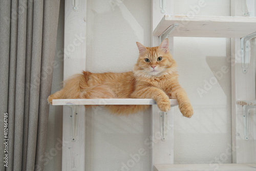 キャットウォークで遊ぶ猫（マンチカン）