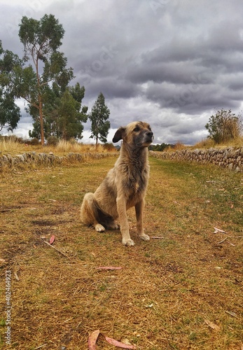 dog on the hill © Teff Gutierrez